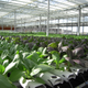 Bok choy growing in a hydroponic rooftop farm in Montreal, Canada.